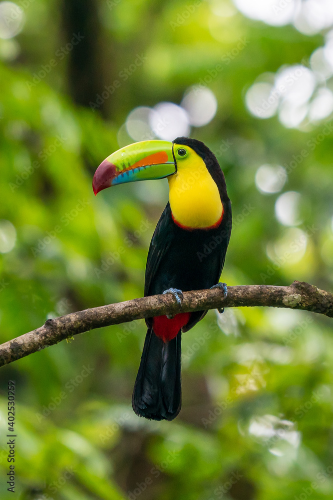 Fototapeta premium Wildlife from Costa Rica, tropical bird. Toucan sitting on the branch in the forest, green vegetation. Nature travel holiday in central America. Keel-billed Toucan, Ramphastos sulfuratus.