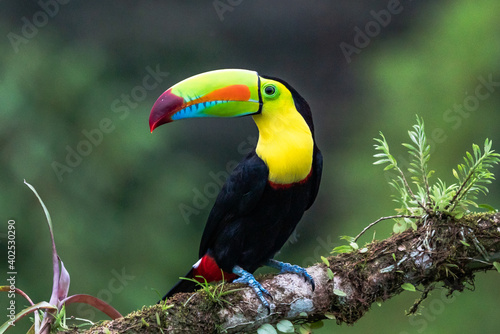 Wildlife from Costa Rica, tropical bird. Toucan sitting on the branch in the forest, green vegetation. Nature travel holiday in central America. Keel-billed Toucan, Ramphastos sulfuratus.