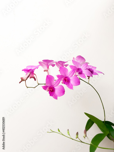 purple orchid flower