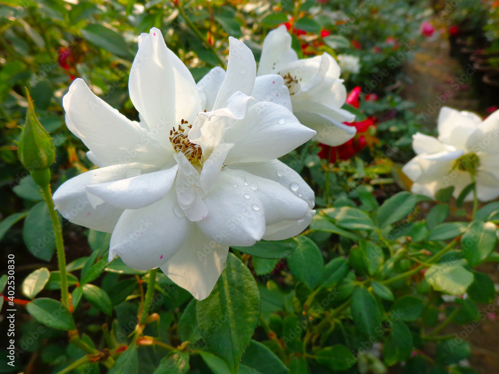 beautiful white rose flower in garden beautiful white rose flower in garden