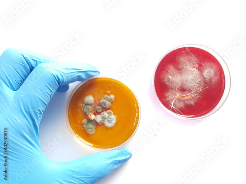 A dermatophyte test medium (DTM) culture in Petri dish using for growth media to isolate and cultivate fungal testing from clinical samples, investigation of ring worm (skin disease). photo