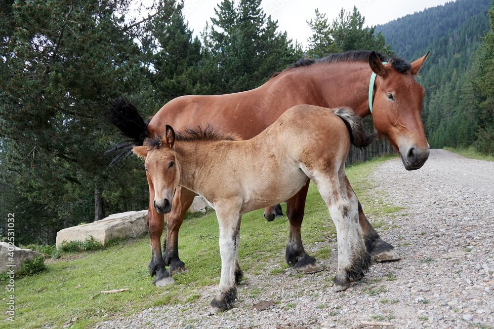 Fototapeta premium Potro mamando