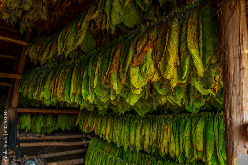 Photography Tobacco leaves hanging in drying shed