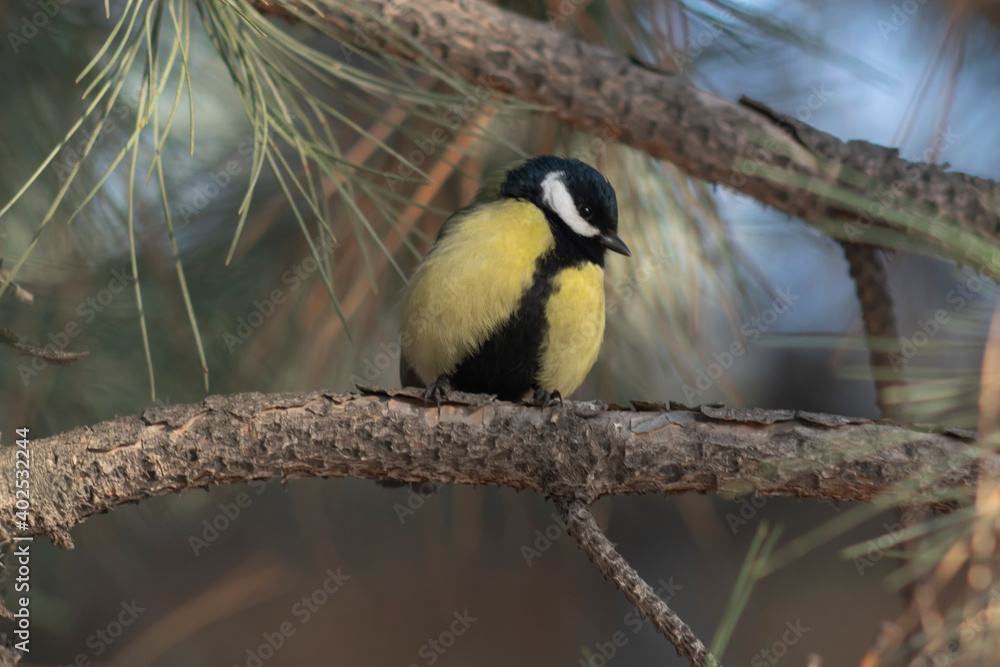 Fototapeta premium A tit sits on a pine branch. Close-up