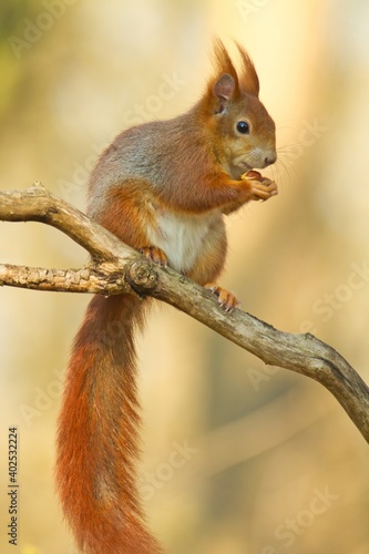Rotes Europäisches Eichhörnchen sitzt im Frühling auf einem Ast mit einer Nuss, sciurus vulgaris