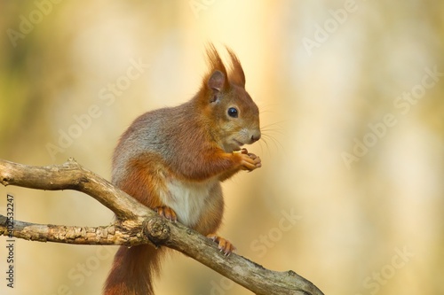 Rotes Europäisches Eichhörnchen sitzt im Frühling auf einem Ast mit einer Nuss, sciurus vulgaris
