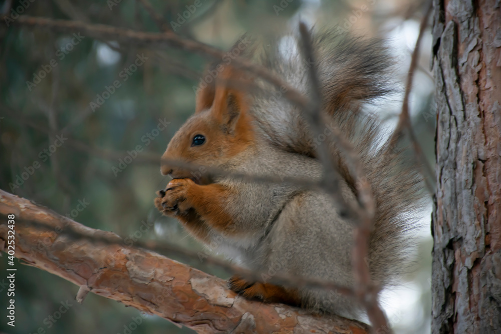 A squirrel eats a nut on a pine branch. Close-up. A squirrel eats a nut on a pine branch. Close-up.