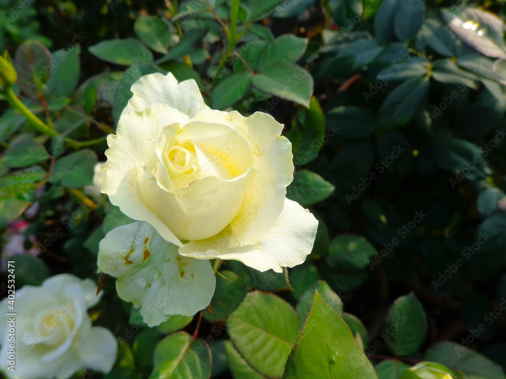 beautiful white rose flower in garden beautiful white rose flower in garden