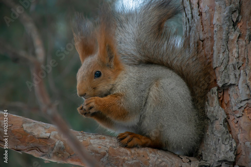 A squirrel eats a nut on a pine branch. Close-up.