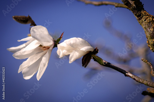 Weiße Magnolienblüten am Baum Nahaufnahme makro 