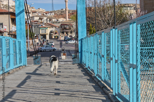 Nevşehir / Turkey  03 21 2016: The dog walking on the bridge