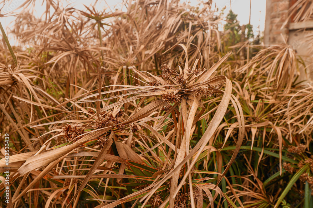 Cyperus alternifolius or umbrella papyrus drying in the summer heat and drought Cyperus alternifolius or umbrella papyrus drying in the summer heat and drought
