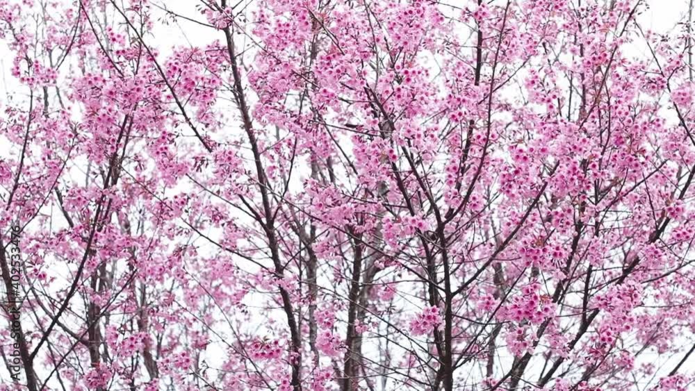 Flowering cherry trees, pink sakura flower tree Flowering cherry trees, pink sakura flower tree