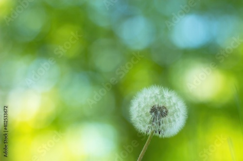 dandelion seed head on green background  blowball  Taraxacum officinale