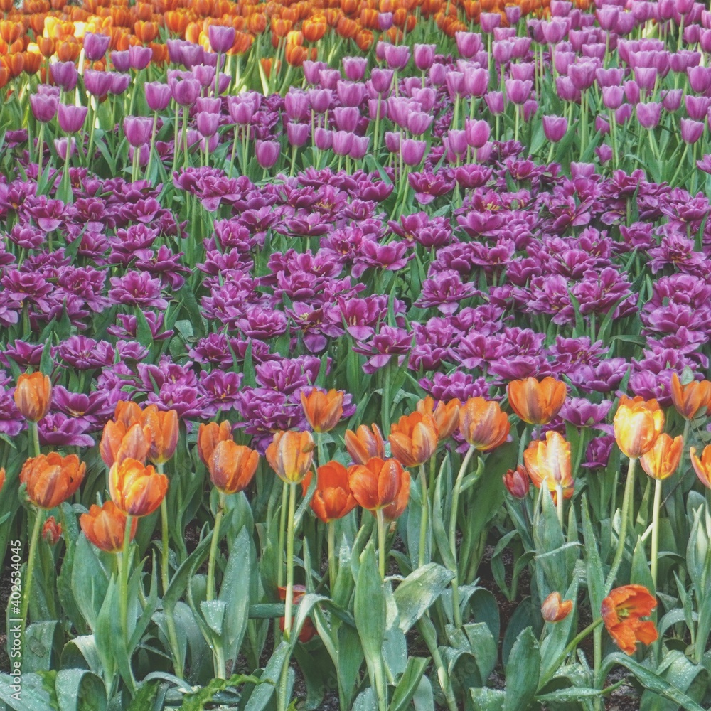 Obraz premium photo of artistic tulips colorful in the garden