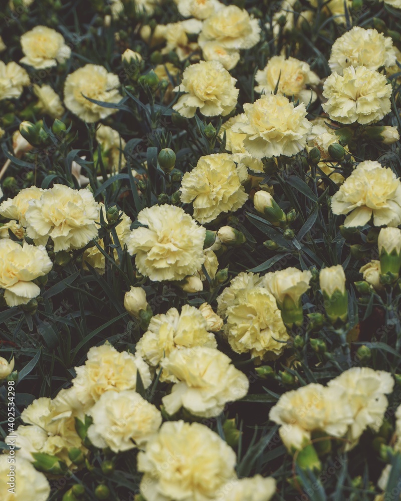 photo of carnation flowers in the garden photo of carnation flowers in the garden