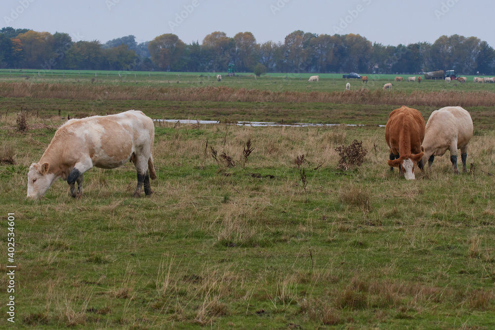 Uckermärker Rinder auf der Weide	
