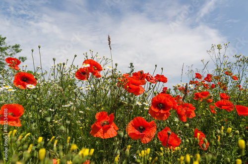 Blossom poppies close up