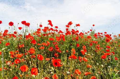 Summer field with poppy flowers