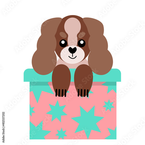 A puppy as a gift. Vector icon portrait of a small dog looking out of a box, drawn in the flat style. Cute Cavalier King Charles Spaniel puppy. Vector illustration in cartoon style. Toy dog