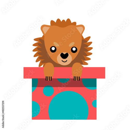 A puppy as a gift. Vector icon portrait of a small dog looking out of a box, drawn in the flat style. Cute Pomeranian  puppy. Vector illustration in cartoon style. Toy dog