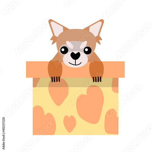 A puppy as a gift. Vector icon portrait of a small dog looking out of a box, drawn in the flat style. Cute Chihuahua puppy. Vector illustration in cartoon style. Toy dog