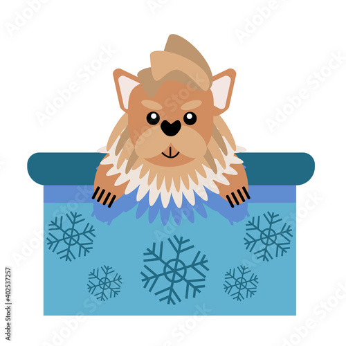 A puppy as a gift. Vector icon portrait of a small dog looking out of a box, drawn in the flat style. Cute Yorkshire terrier puppy. Vector illustration in cartoon style. Toy dog