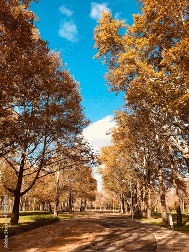 autumn trees in the park