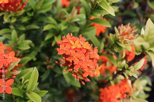 Real flowers  keindahan alam yang menampilkan berbagai cerita  mempercantik luar dalam ruangan anda.  Ixora chinensis 