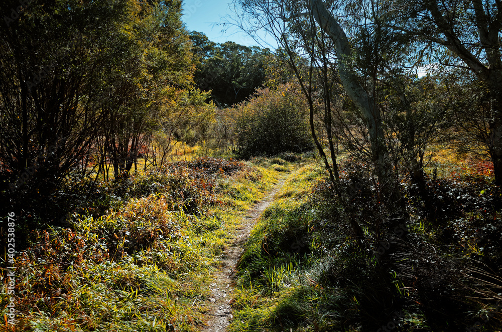 Grassy meadow with narrow path flanked by trees Grassy meadow with narrow path flanked by trees