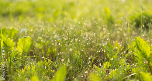 Green grass backgroun in sunny morning garden with blurred focus background.