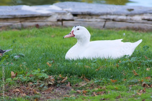 pato blanco descansando sobre la hierba a orillas de un lago
