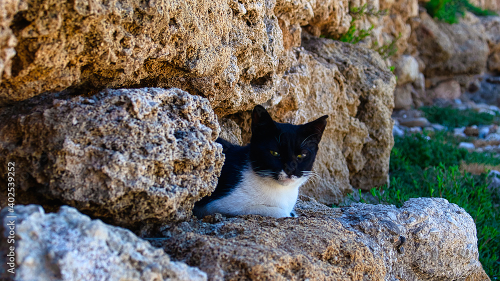 A cat relaxes on an old stone wall