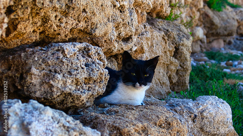 Obraz na płótnie A cat relaxes on an old stone wall w salonie