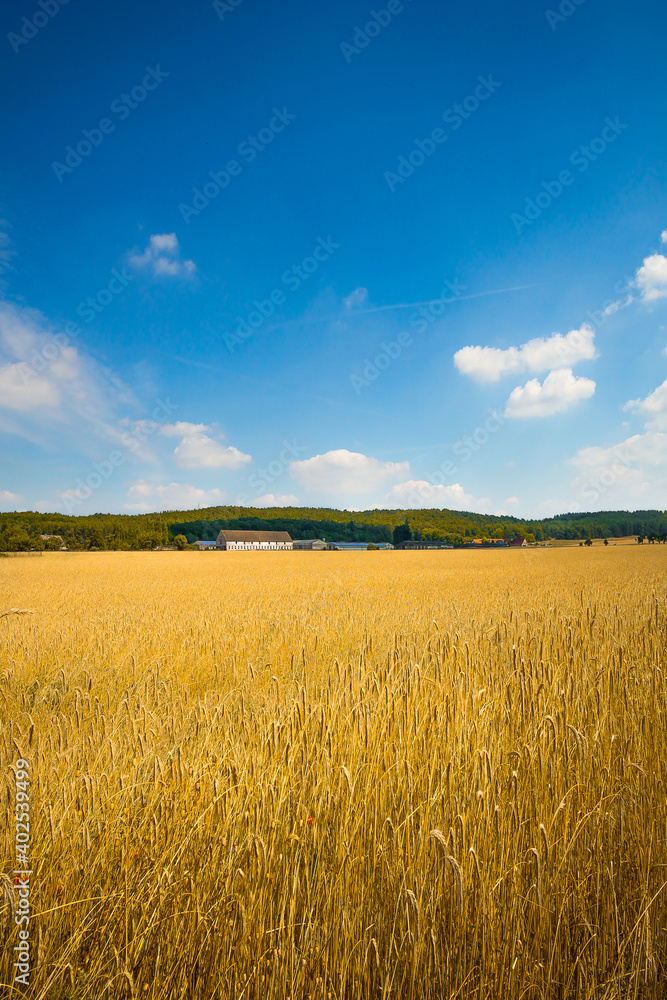 Weizenfelder am sonnigen Tag 