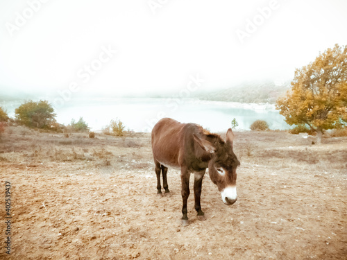 Wallpaper Mural burrito amistoso Torontodigital.ca