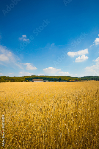 Weizenfelder am sonnigen Tag 