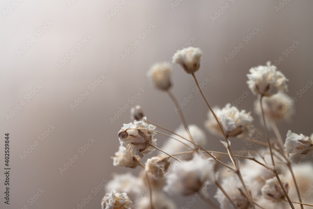 Gypsophila delicate romantic dry little white flowers wedding lovely bouquet on light brown background macro