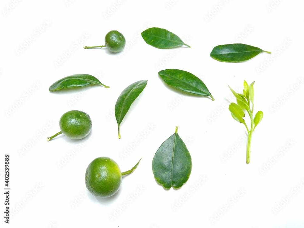 Citrus fruits and leaf on white background Citrus fruits and leaf on white background