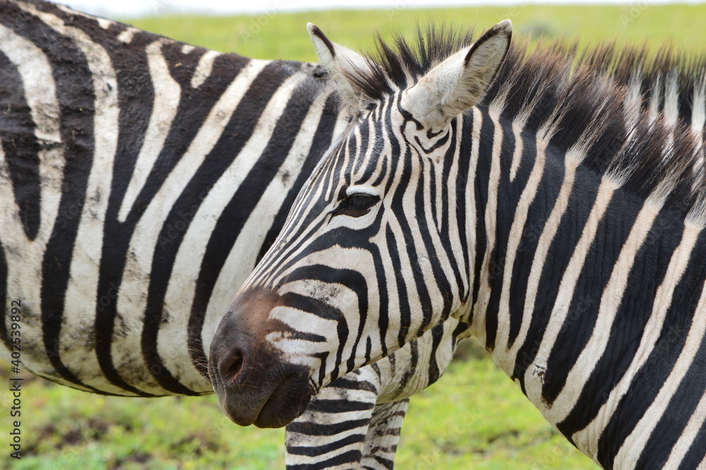 Zebrakopf Zebrakopf