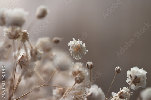 Gypsophila delicate romantic dry little white flowers wedding lovely bouquet on brown with sun light background macro © Tanaly