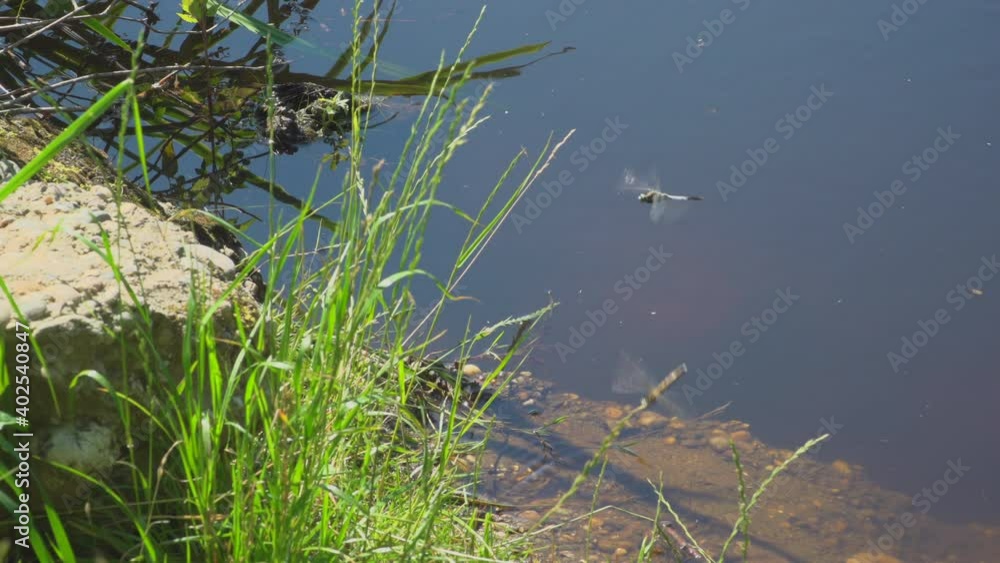 Dragonfly by the lake Dragonfly by the lake