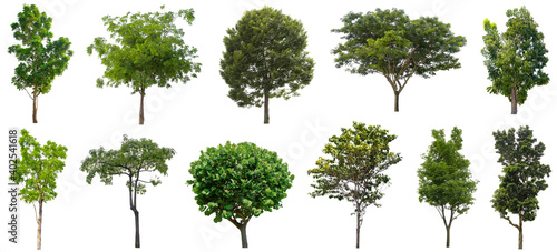 Set beautiful trees isolated on white background, Suitable for use in architectural design, Decoration work, Used with natural articles both on print and website.