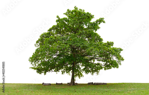 Beautiful tree in the garden isolated on white background. Suitable for use in architectural design or Decoration work.