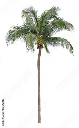 Beautiful palm tree isolated on white background. Suitable for use in architectural design or Decoration work. © Nudphon