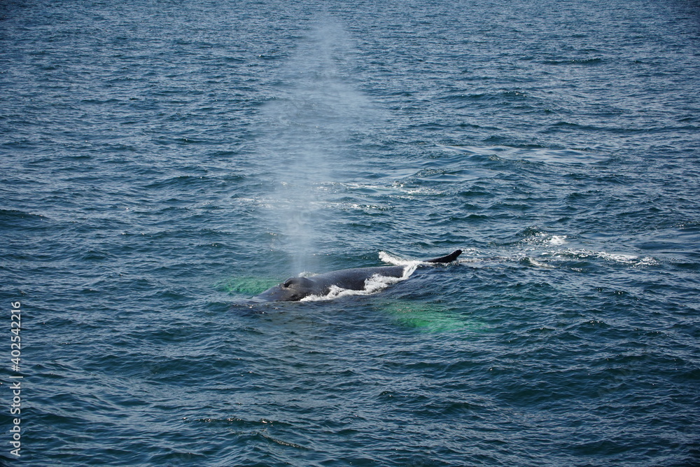humpback with fontain humpback with fontain