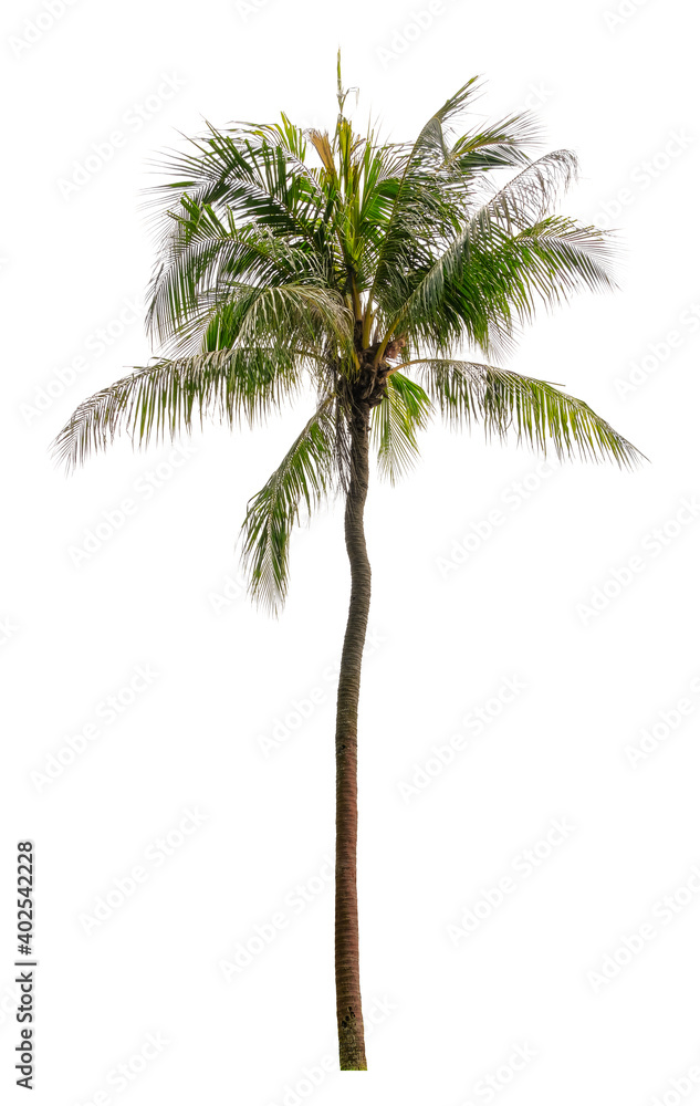 Beautiful coconut palm tree isolated on white background. Suitable for use in architectural design or Decoration work. Beautiful coconut palm tree isolated on white background. Suitable for use in architectural design or Decoration work.