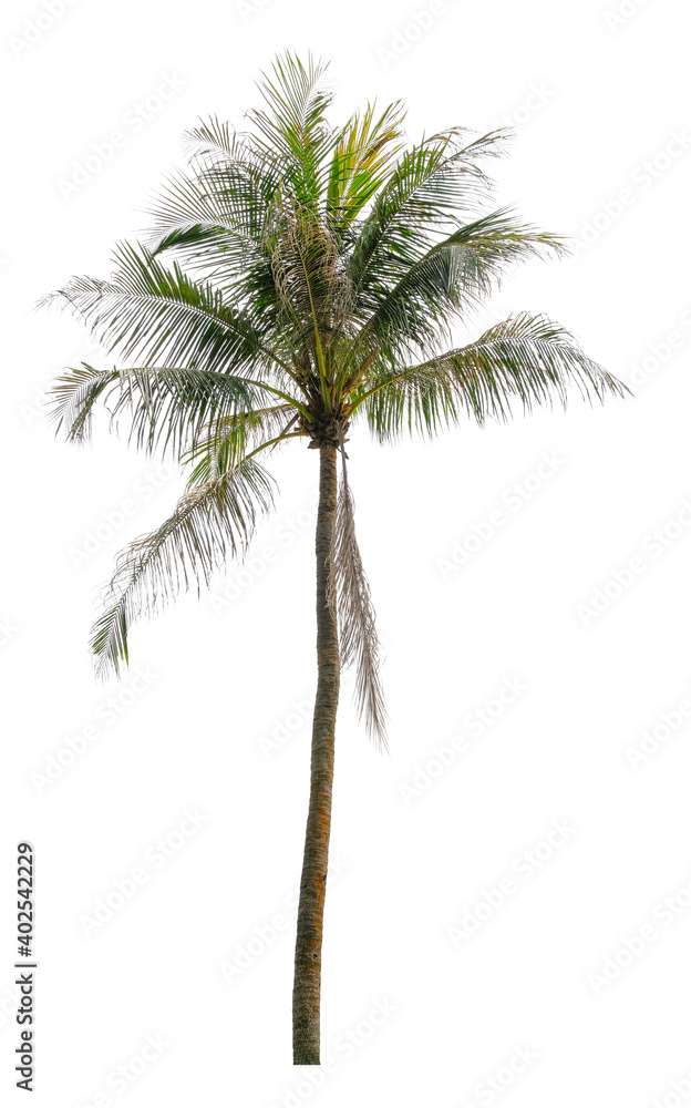 Obraz premium Beautiful coconut palm tree isolated on white background. Suitable for use in architectural design or Decoration work.