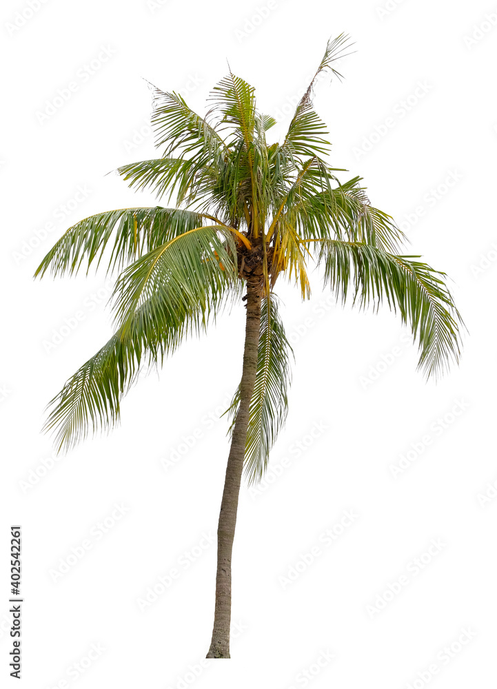Obraz premium Beautiful coconut palm tree isolated on white background. Suitable for use in architectural design or Decoration work.