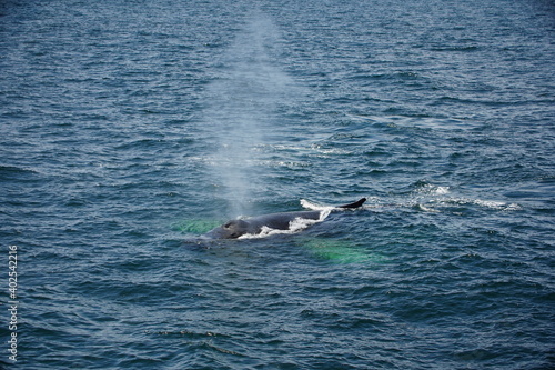 humpback with fontain © hrathke